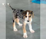 Small Catahoula Leopard Dog