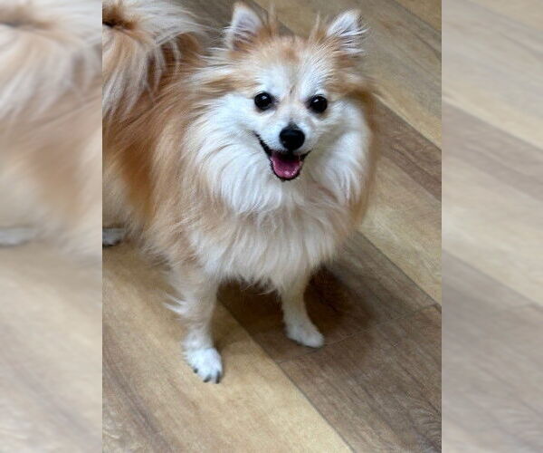 Medium Photo #2 Pomeranian Puppy For Sale in Fort Wayne, IN, USA