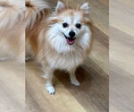 Small #1 Pomeranian