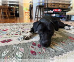 Small Photo #8 Labrador Retriever-Staffordshire Bull Terrier Mix Puppy For Sale in Oakhurst, NJ, USA