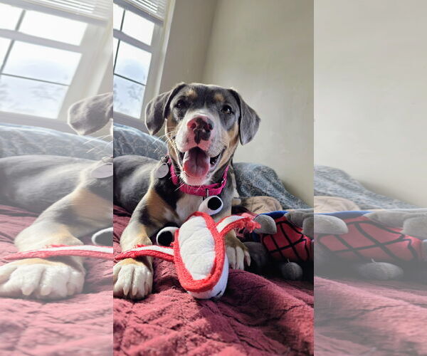 Medium Photo #4 Mountain Cur-Unknown Mix Puppy For Sale in Rockaway, NJ, USA