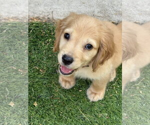 Cocker Spaniel Dogs for adoption in Fort Worth, TX, USA