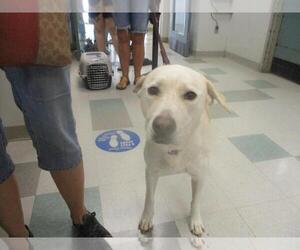 Labrador Retriever-Unknown Mix Dogs for adoption in Oklahoma City, OK, USA