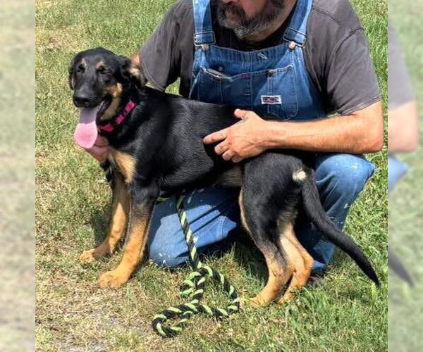 Medium Photo #4 German Shepherd Dog-Unknown Mix Puppy For Sale in Rustburg, VA, USA