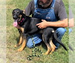Small #3 German Shepherd Dog Mix