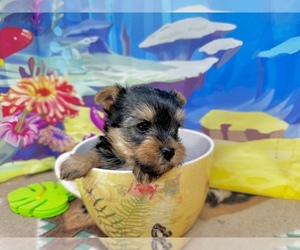 Yorkshire Terrier Puppy for Sale in CASSVILLE, Missouri USA
