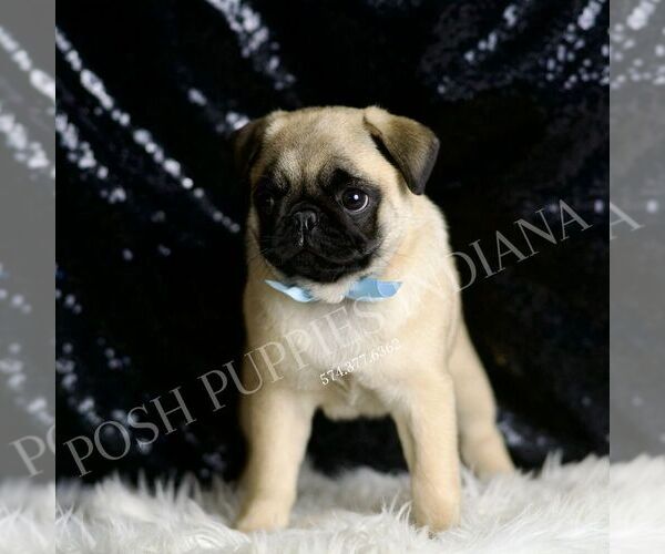 Medium Photo #4 Pug Puppy For Sale in WARSAW, IN, USA