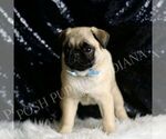 Small #3 Pug