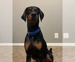 Small #2 Doberman Pinscher