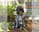 Puppy Lynx Bordoodle