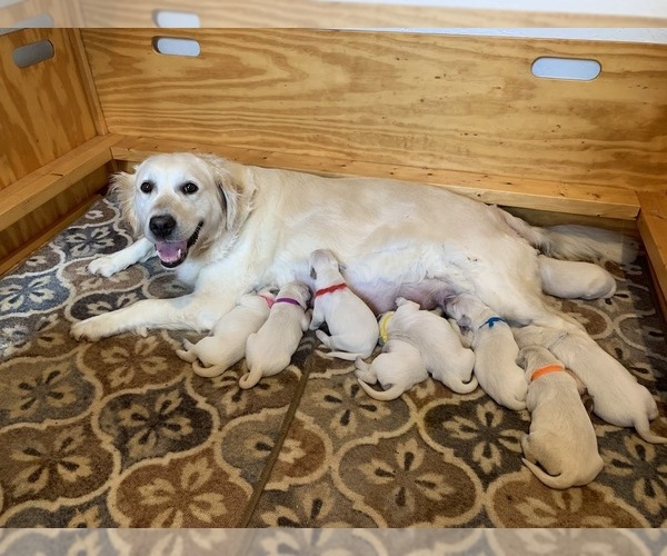 Medium Photo #9 English Cream Golden Retriever Puppy For Sale in MARSHFIELD, WI, USA