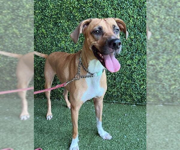 Medium Photo #1 Black Mouth Cur-Unknown Mix Puppy For Sale in Naples, FL, USA