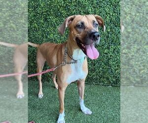 Black Mouth Cur-Unknown Mix Dogs for adoption in Naples, FL, USA