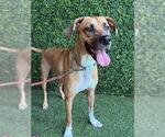 RETRO - Male Black Mouth Cur-Unknown Mix Dog for Adoption - Small photo