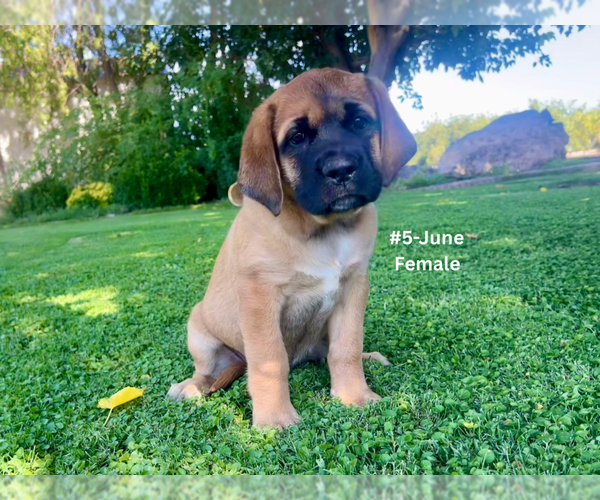 Medium Photo #19 American Mastiff-Saint Bernard Mix Puppy For Sale in HATCH, NM, USA