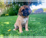 Small #18 American Mastiff-Saint Bernard Mix