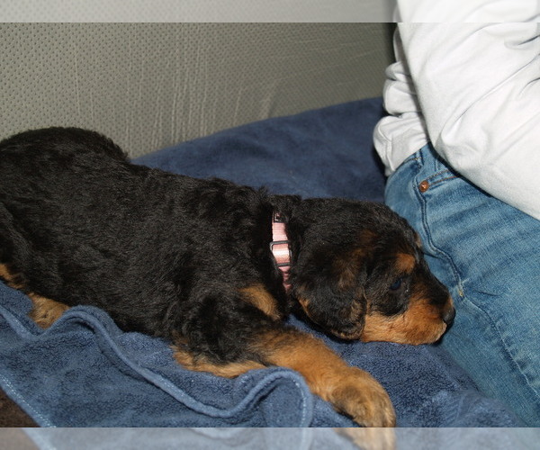 Medium Photo #8 Airedale Terrier Puppy For Sale in CHARLESTOWN, IN, USA