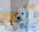 Small Photo #36 Golden Retriever Puppy For Sale in MODESTO, CA, USA
