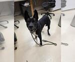 Small German Shepherd Dog Mix