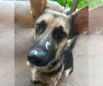 Small German Shepherd Dog Mix