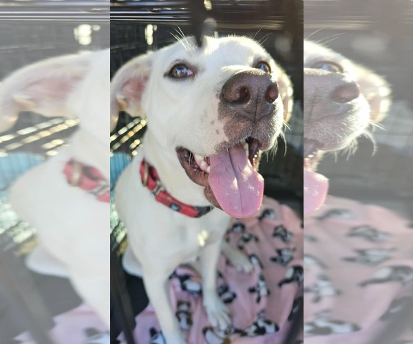 Medium Photo #3 Labrador Retriever-Unknown Mix Puppy For Sale in Sheboygan, WI, USA