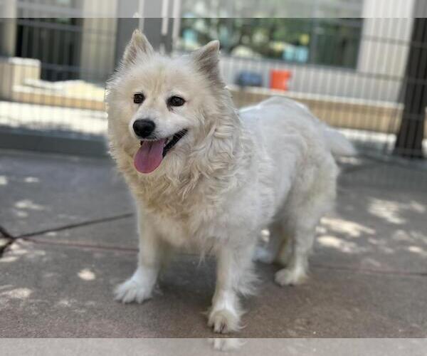 Medium Photo #2 American Eskimo Dog-Unknown Mix Puppy For Sale in Martinez, CA, USA