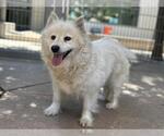 Small #1 American Eskimo Dog Mix