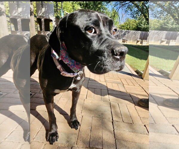 Medium Photo #3 Mutt Puppy For Sale in Euless, TX, USA