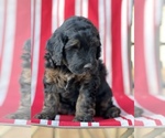 Small Photo #3 Aussiedoodle Puppy For Sale in WILLIAMSBURG, IA, USA