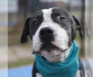 American Staffordshire Terrier Dogs for adoption in San Antonio, TX, USA