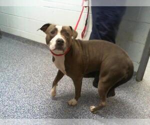 American Pit Bull Terrier Dogs for adoption in Charlotte, NC, USA