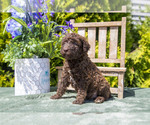 Puppy Phoebe Poodle (Standard)