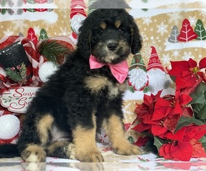 Bernedoodle Puppy for sale in LANCASTER, PA, USA