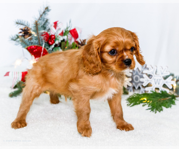 Medium Photo #11 Cavalier King Charles Spaniel Puppy For Sale in WAKARUSA, IN, USA