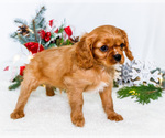 Small Photo #11 Cavalier King Charles Spaniel Puppy For Sale in WAKARUSA, IN, USA