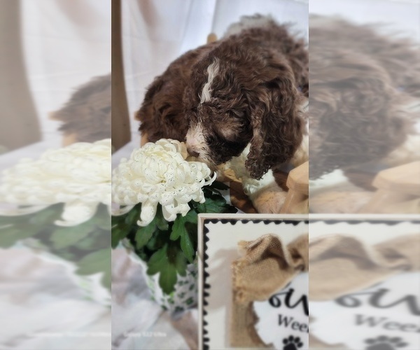 Medium Photo #11 Bernedoodle Puppy For Sale in GEORGETOWN, DE, USA