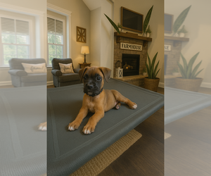 Boxer Puppy for sale in BRUSH CREEK, TN, USA