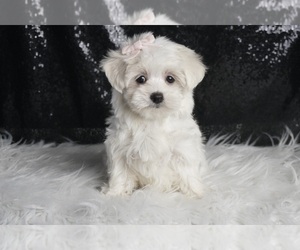 Medium Maltese