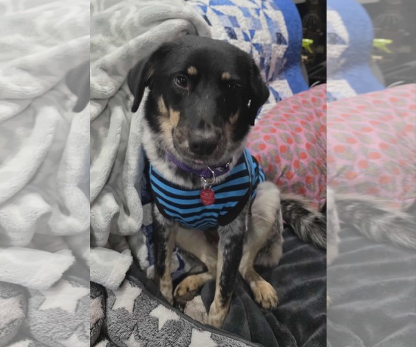 Medium Photo #2 Mutt Puppy For Sale in Tempe , AZ, USA