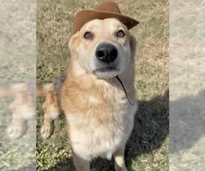 SHELDON - Male German Shepherd Dog-Shiba Inu Mix Dog for Adoption