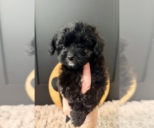 Cavapoo (Miniature) Puppy for sale in CROSSVILLE, TN, USA