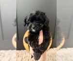 Image preview for Ad Listing. Nickname: Barley
