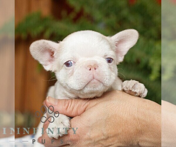 Medium Photo #2 French Bulldog Puppy For Sale in RONKS, PA, USA