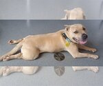 Small Photo #24 American Pit Bull Terrier-American Staffordshire Terrier Mix Puppy For Sale in Spotsylvania, VA, USA
