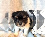Small #1 Havanese
