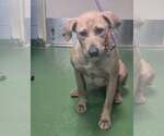 Small #1 Labrador Retriever Mix