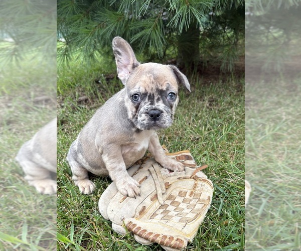 Medium Photo #2 French Bulldog Puppy For Sale in MIDDLEBURY, IN, USA