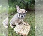 Small #1 French Bulldog