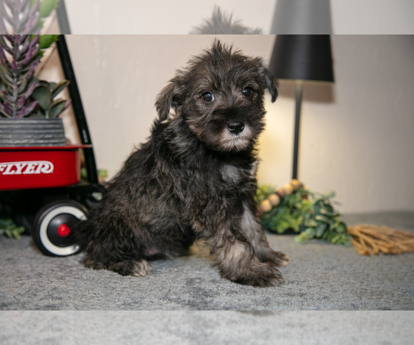 Medium Photo #1 Schnauzer (Miniature) Puppy For Sale in SHILOH, OH, USA