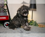 Puppy Ria Schnauzer (Miniature)